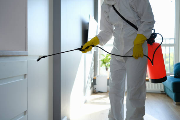 Professional Mold Remediation in Mountain Iron, MN