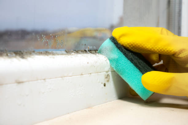 Best Bathroom Mold Remediation in Mountain Iron, MN
