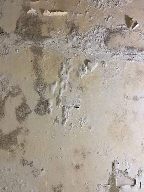 Best Preventive Mold Services in Mountain Iron, MN