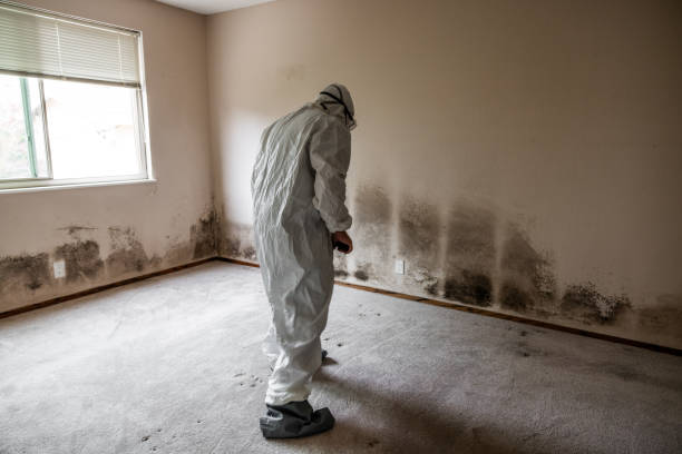 Best Post-Flood Mold Remediation in Mountain Iron, MN