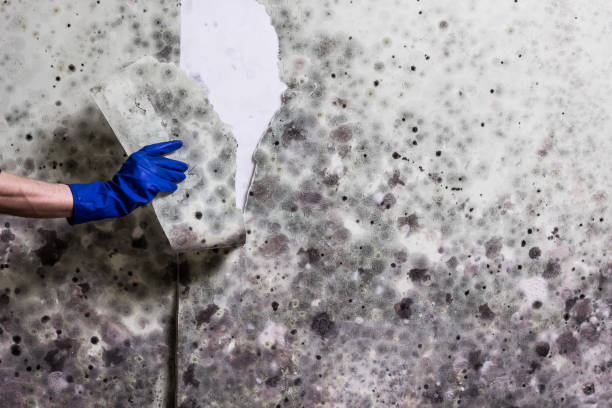 Best Basement Mold Remediation in Mountain Iron, MN