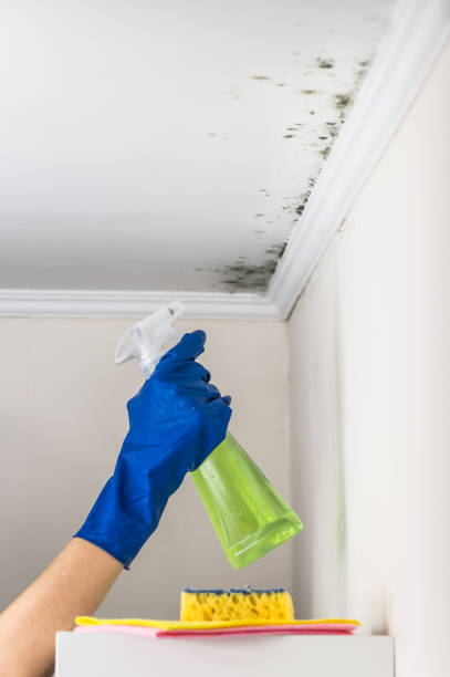 Best Mold Remediation for Schools in Mountain Iron, MN