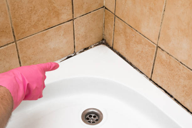 Best Insurance-Related Mold Remediation in Mountain Iron, MN
